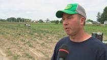 Bad weather forces Ottawa-area farm to send temporary workers south