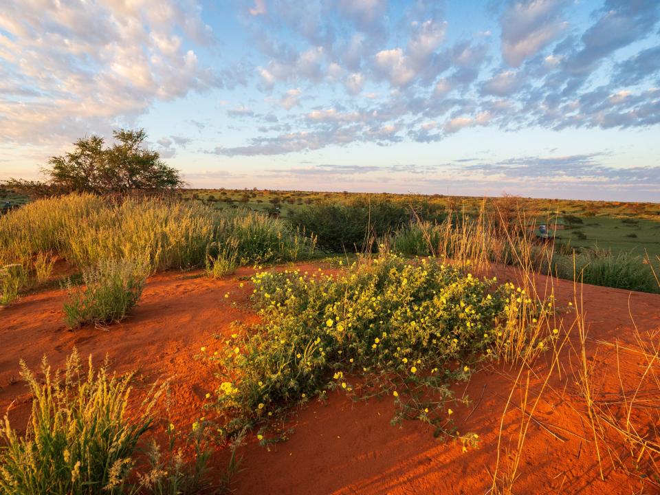 The view of the savannah at Kalahari in Namibia.