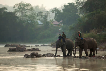 Mahouts bath elephants in Houng River before taking part in an elephant festival, which organisers say aims to raise awareness about elephants, in Sayaboury province, Laos February 17, 2017. REUTERS/Phoonsab Thevongsa