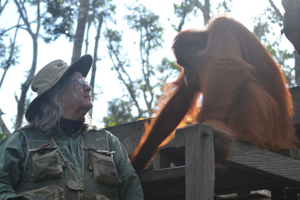 Biruté Mary Galdikas contributed to the release of more than 500 rehabilitated orangutans back into the wild and provided unprecedented detail about orangutan ecology.