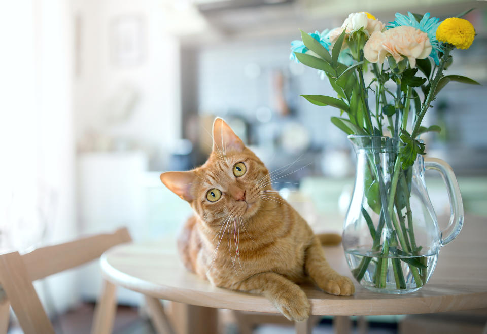 Give your precious cat a toy that'll provide hours of fun. (Photo: Getty)