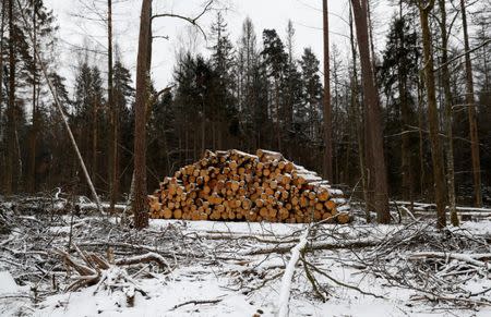 Logged trees are seen at one of the last primeval forests in Europe, Bialowieza forest, near Bialowieza village, Poland February 15, 2018. Picture taken February 15, 2018. REUTERS/Kacper Pempel