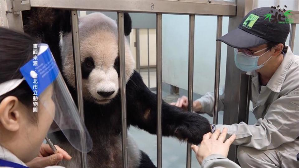 中國2位大貓熊專家來了！　抵台直奔動物園探視「團團」　畫面曝光