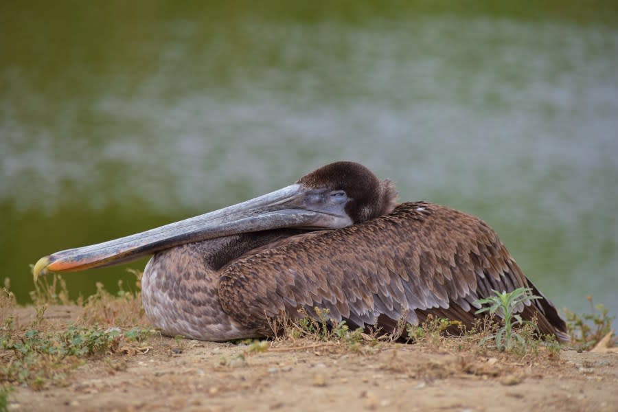 A sick brown pelican is photographed at Whittier Narrows in Los Angeles County in this undated photo provided by the Wetlands and Wildlife Care Center.