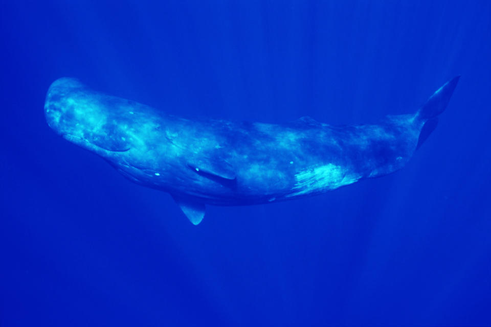 A file photo shows a sperm whale swimming near the Ogasawara Islands, Tokyo Prefecture, Japan. / Credit: Getty