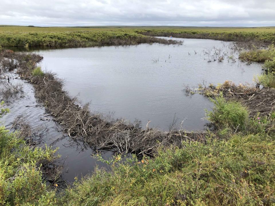 Picture of a beaver dam stretched across Alaskan tundra.