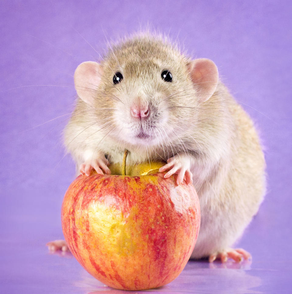 Adorable rat portraits look to remove stigma attached to rodents