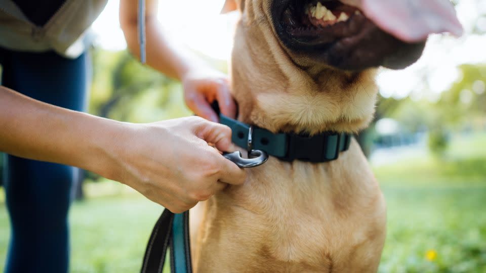 Regular walks are good for a dog’s mental and physical health, and the stimulation can also help quash problematic canine behaviors. - AsiaVision/E+/Getty Images