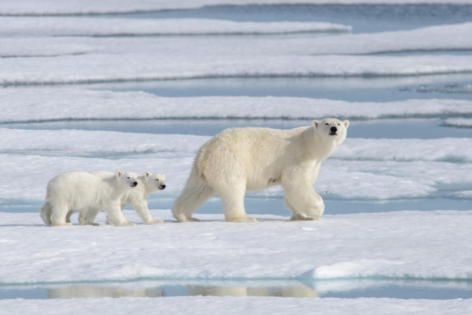 Wild polar bear (Ursus maritimus) mother and cub on the pack ice