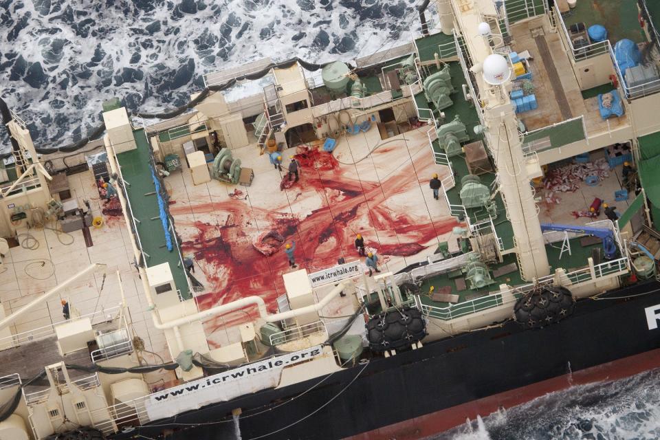 The blood-stained deck of the Japanese whaling vessel Nisshin Maru is picrtured in what is claimed by Sea Shepherd Australia to be an internationally recognised whale sanctuary