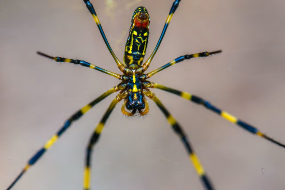 The giant spiders may seem terrifying, but are rather intimidated by humans (Getty Images)