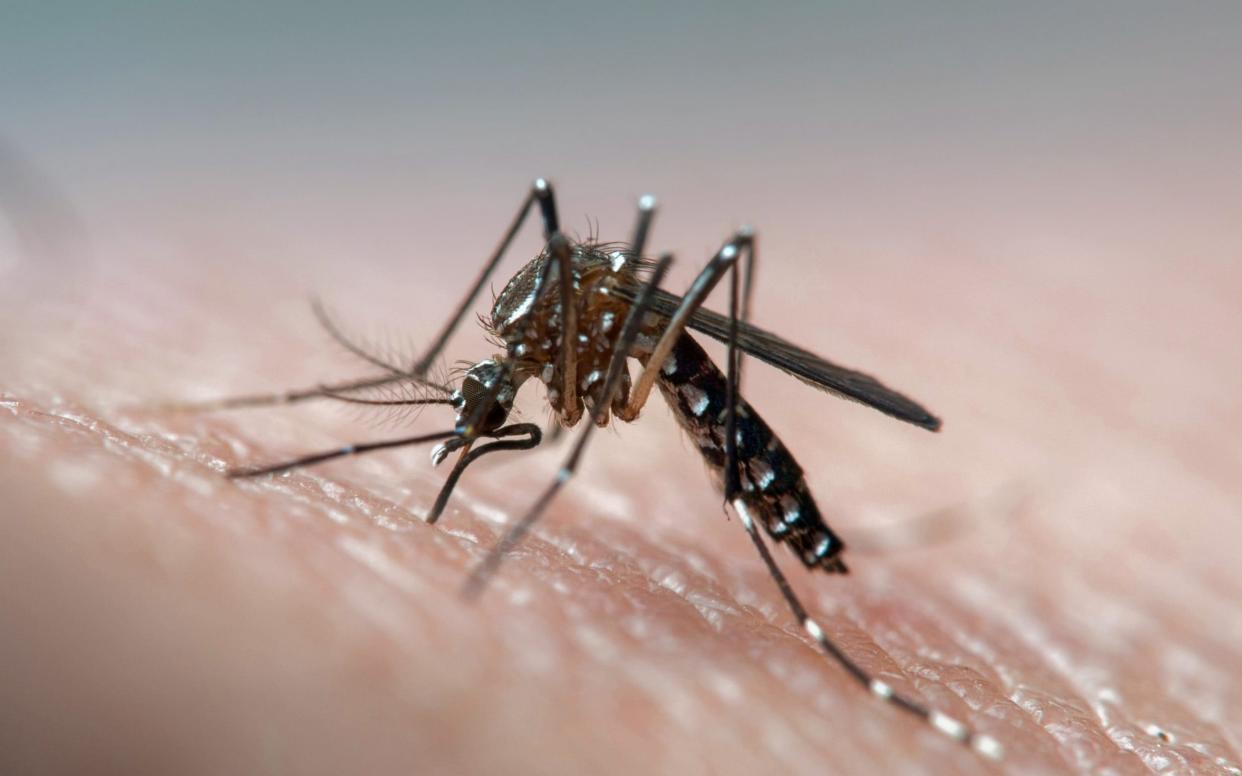 Victims of the mosquito-borne viral infection are putting a strain on the country's struggling health system - Moment RF