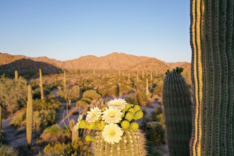 Saguaro bloom in Tucson
