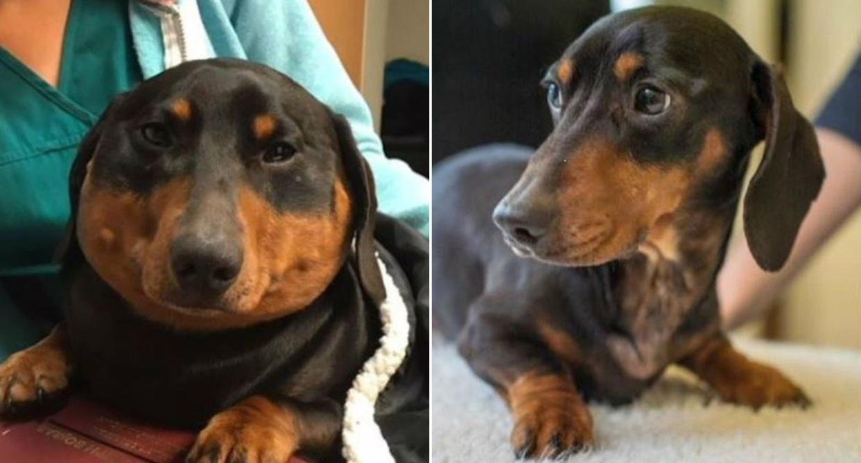 Trevor the daschund before (left) and after his emergency procedure. (Willows Veterinary Group)