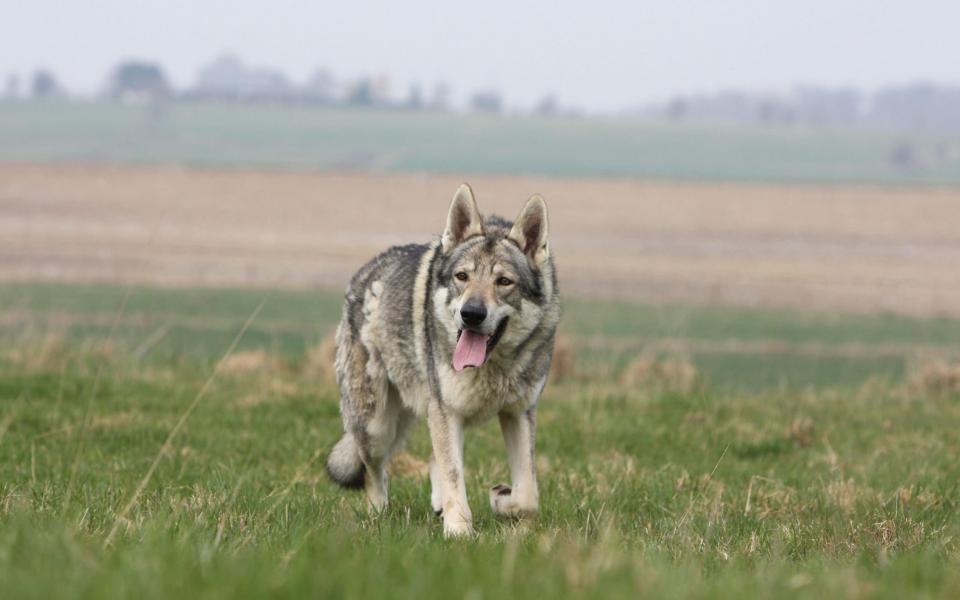 A fully-grown Czechoslovakian wolfdog - Alamy