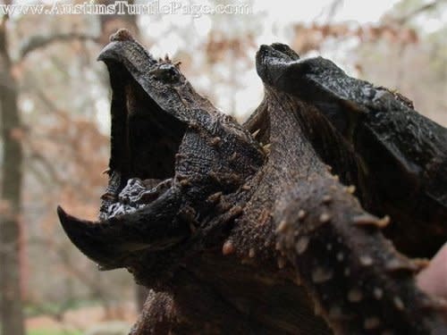 Alligator Snapping Turtle