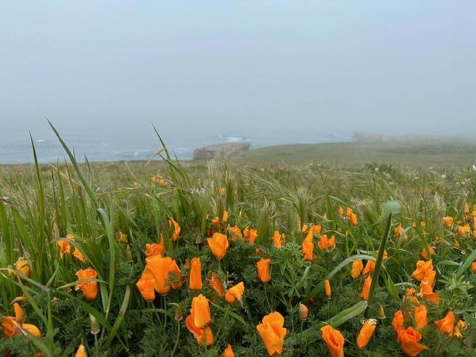 Dennis Houghton took this photo of wildflowers including California poppies at the Point Buchon trail east of Montana de Oro State Park near Los Osos on Saturday, April 8, 2023.