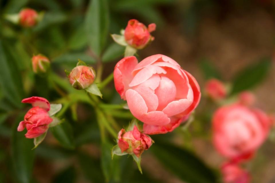 Coral knock out roses