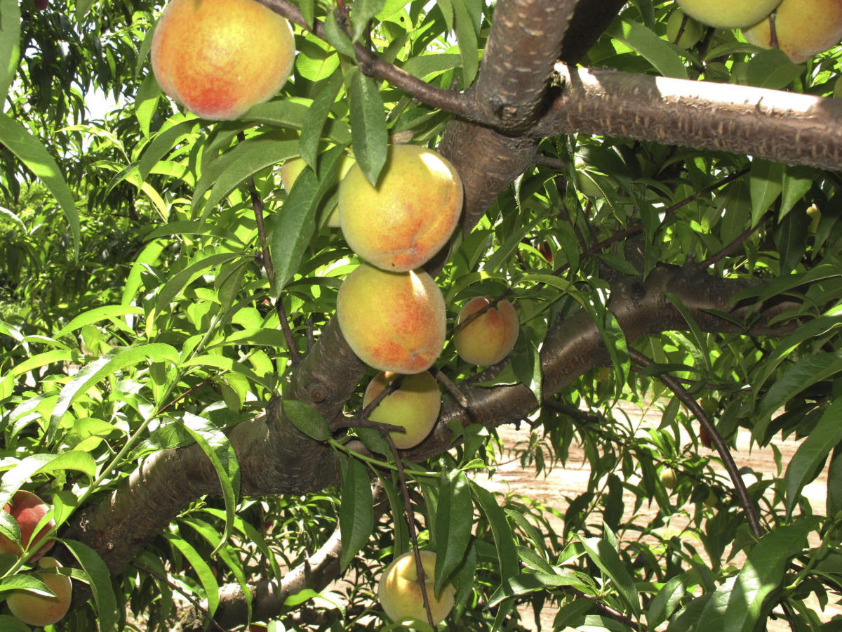 Peach Tree  Because parenthood isn't always peachy