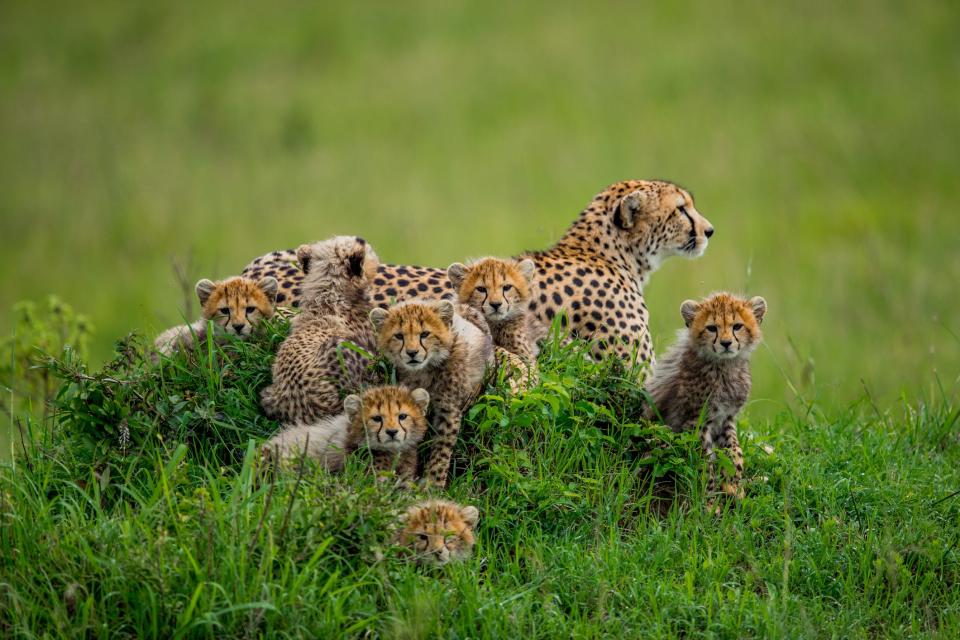 Cheetahs