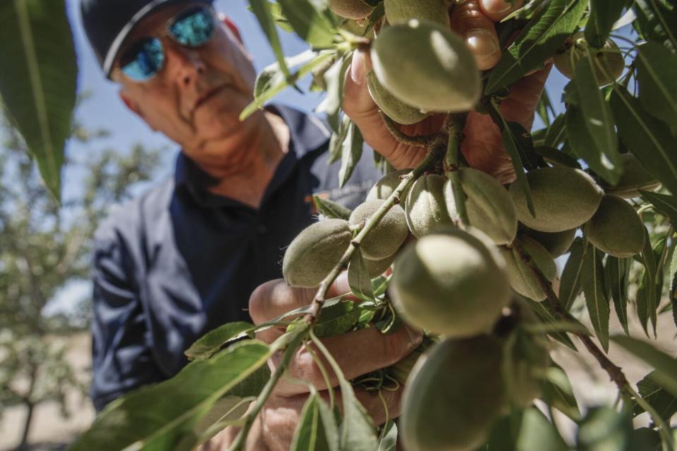 A grower touches a cluster of almonds on a tree.