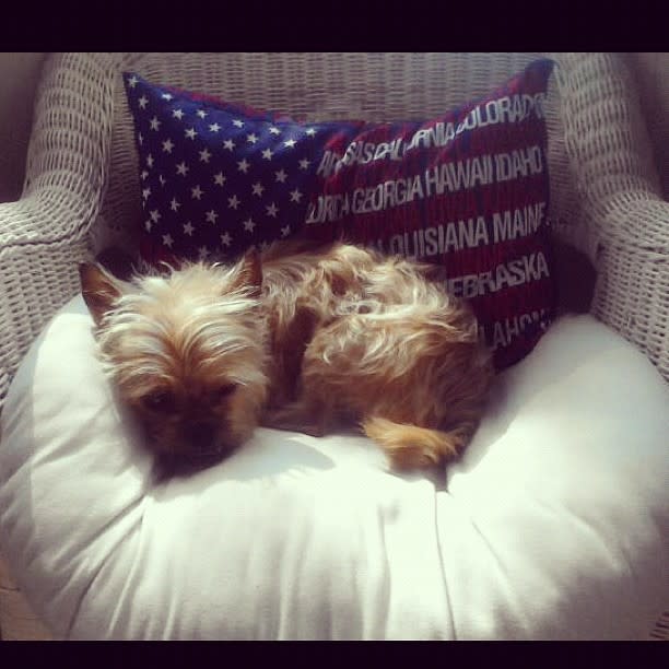 Gymnast Jordyn Wieber posted this picture of her dog tweeting, "Lucy is feeling the Olympic trials spirit back home :)"