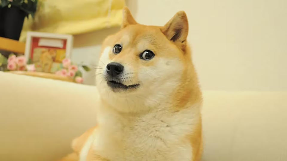  meme 圖「Doge」原型柴犬 Kabosu 在日本病逝