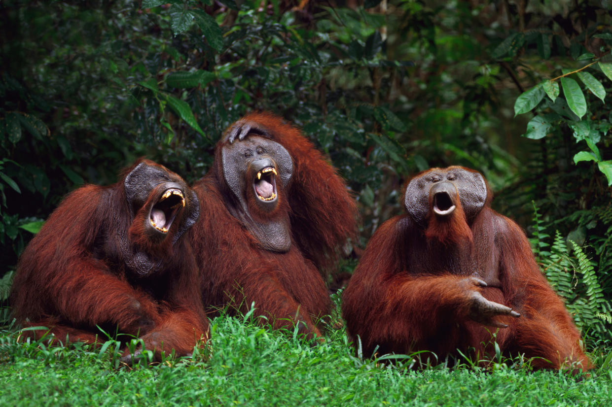 Kennst du den schon? Affen lachen viel und gern - es ist ein sozialer Kitt, um die Gruppenzugehörigkeit zu stärken. Foto: Symbolbild / gettyimages DLILLC / Corbis / VCG