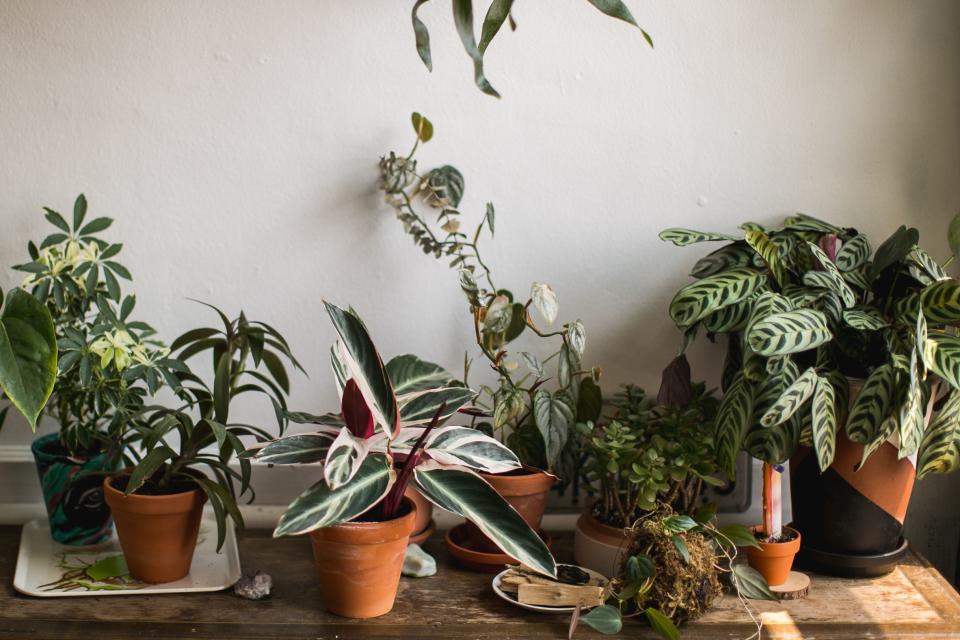 The Most Popular Houseplant in Your State Might Surprise You