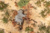 A dead elephant is seen in this undated handout image in Okavango Delta