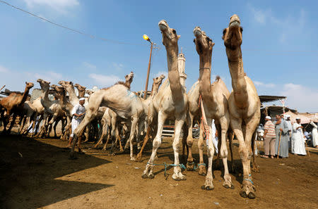 Camels are shown to prospective buyers at the Birqash Camel Market, ahead of Eid al-Adha or Festival of Sacrifice, on the outskirts of Cairo, Egypt August 17, 2018. REUTERS/Amr Abdallah Dalsh