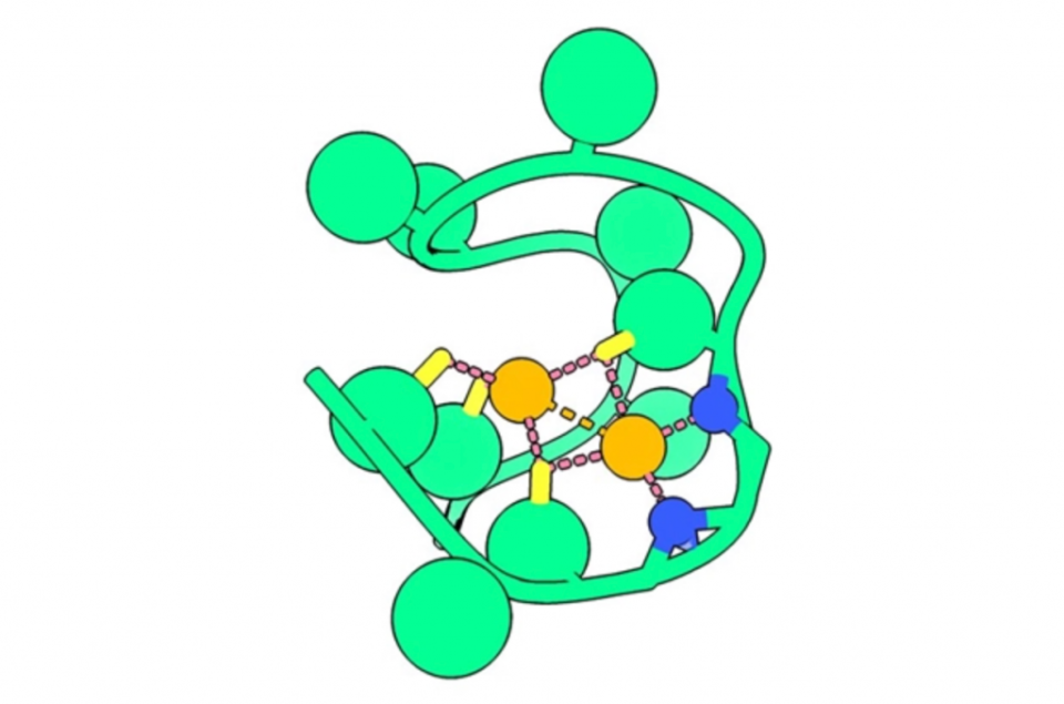 鎳背肽的渲染圖，氮原子（藍）與兩個鎳原子（橘）的結合。(The Nanda Laboratory)