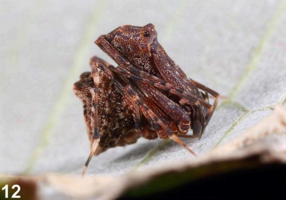 An Austrarchaea andersoni, or Whitsunday outback pelican spider, with its legs close together.