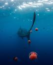 Marie-Josee Arsenault, of Exmouth, was highly commended for her image of a whale shark and red bell jellyfish taken at Ningaloo Reef, Exmouth.