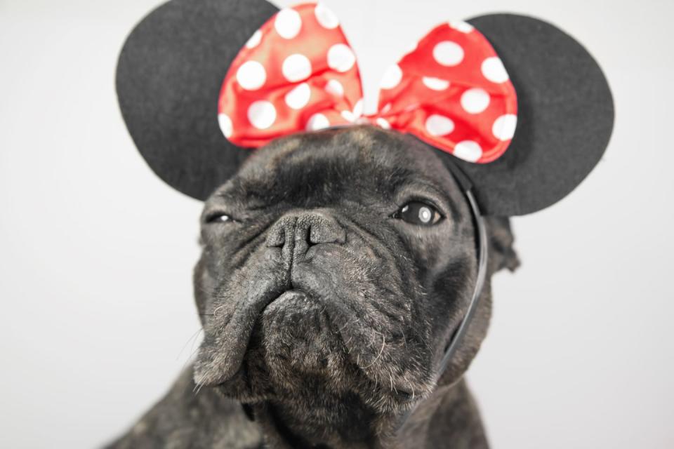 Disney Halloween Costume for Dog