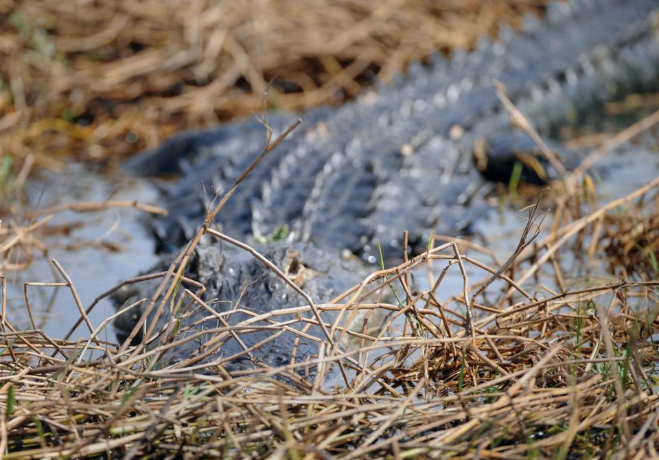 An alligator sunning itself on Lake Kissimmee east of Lake Wales in 2012.