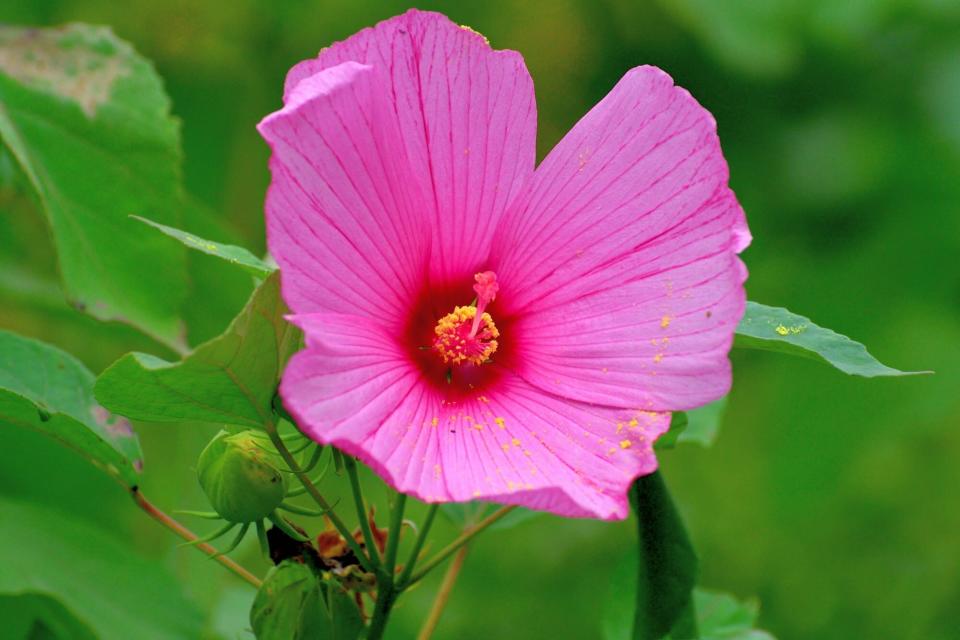 Hardy Hibiscus / Hibiscus moscheutos / Rose Mallow / Swamp Mallow Flower