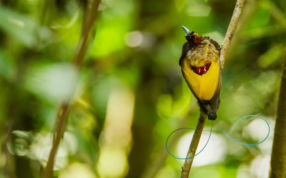 A magnificence in West Papua - Tim Laman