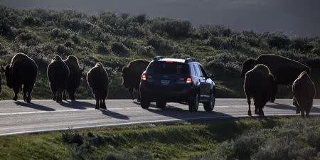 A car is stopped by a herd of bison crossing the highway in Yellowstone National Park, Wyoming, June 8, 2013. REUTERS/Jim Urquhart