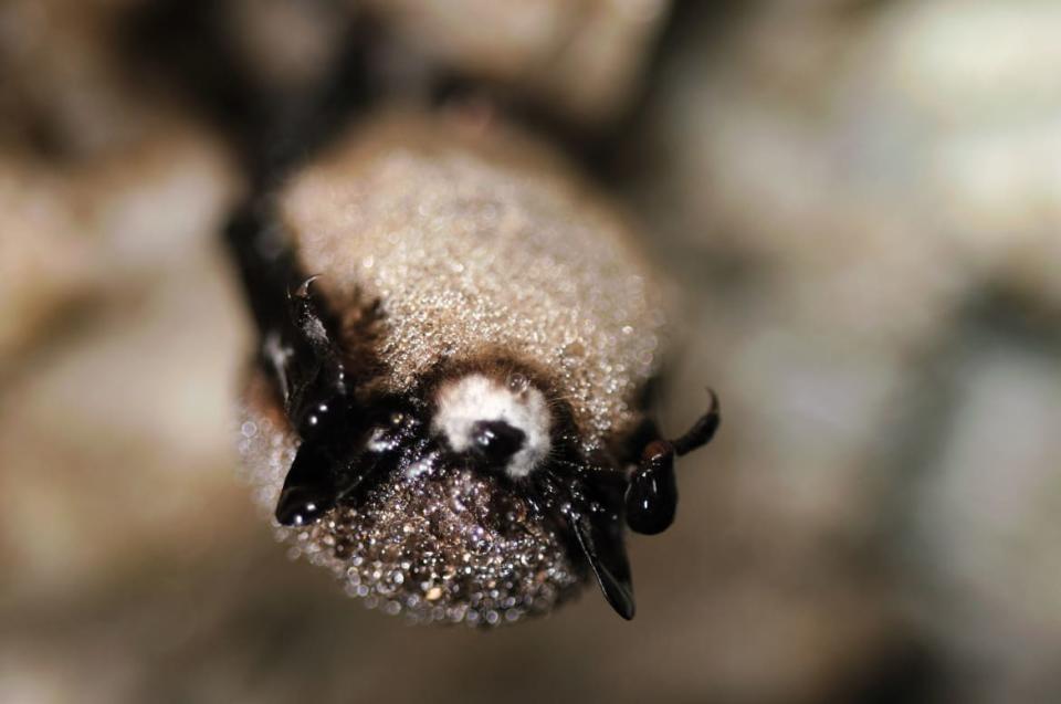 <div class="inline-image__caption"><p>A bat afflicted with white-nose syndrome. </p></div> <div class="inline-image__credit">Jonathan Mays, Wildlife Biologist, Maine Department of Inland Fisheries and Wildlife</div>