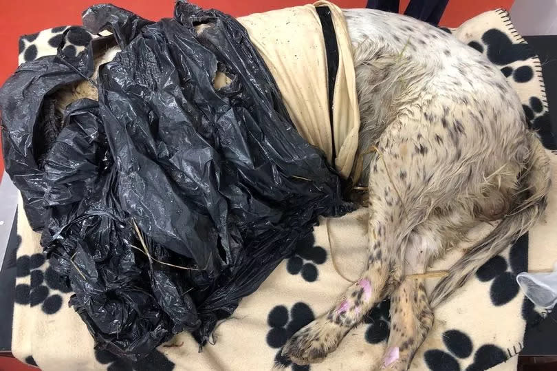 How a deceased spaniel was found, wrapped in a T-shirt with a black plastic bin bag over its head