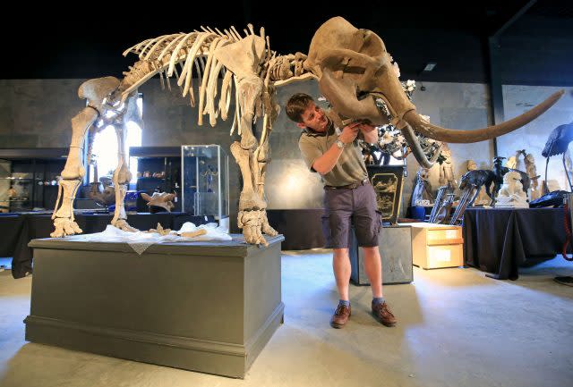 Rupert van der Werff of Summers Place Auctions, in Billingshurst, Sussex, constructs the skeleton of an infant woolly mammoth