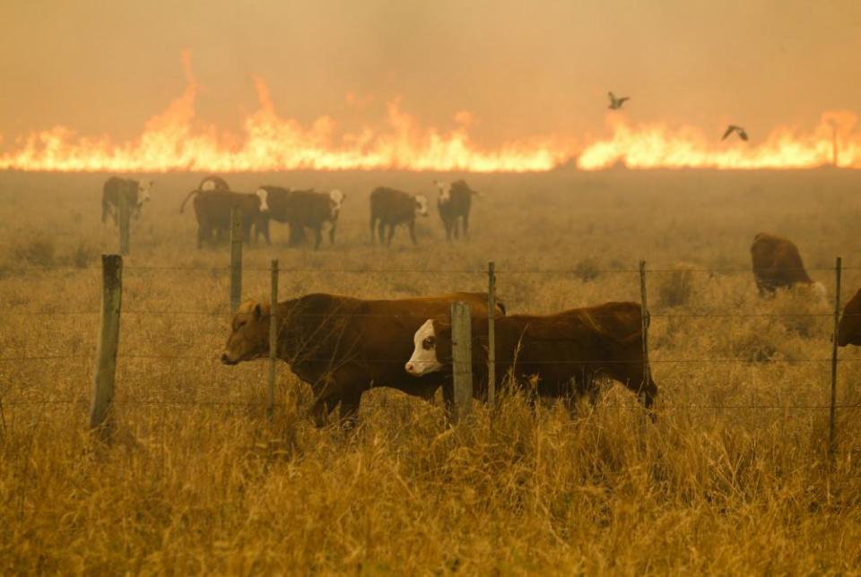 Cattle grazing