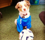 <p>Dicen que los perros son demasiado inteligentes y aquí una muestra de ello. Este muchacho se puso la camiseta del <a rel="nofollow" href="https://es-us.deportes.yahoo.com/fotos/estadios-mundial-rusia-2018-slideshow-wp-200435156/" data-ylk="slk:Real Madrid;elm:context_link;itc:0;sec:content-canvas;outcm:mb_qualified_link;_E:mb_qualified_link;ct:story;" class="link  yahoo-link">Real Madrid</a> porque primero quiere ver a su equipo ganar la Champions antes de dedicarle todo el tiempo al Mundial.<br><br>Foto: Instragram @u90futbol </p>