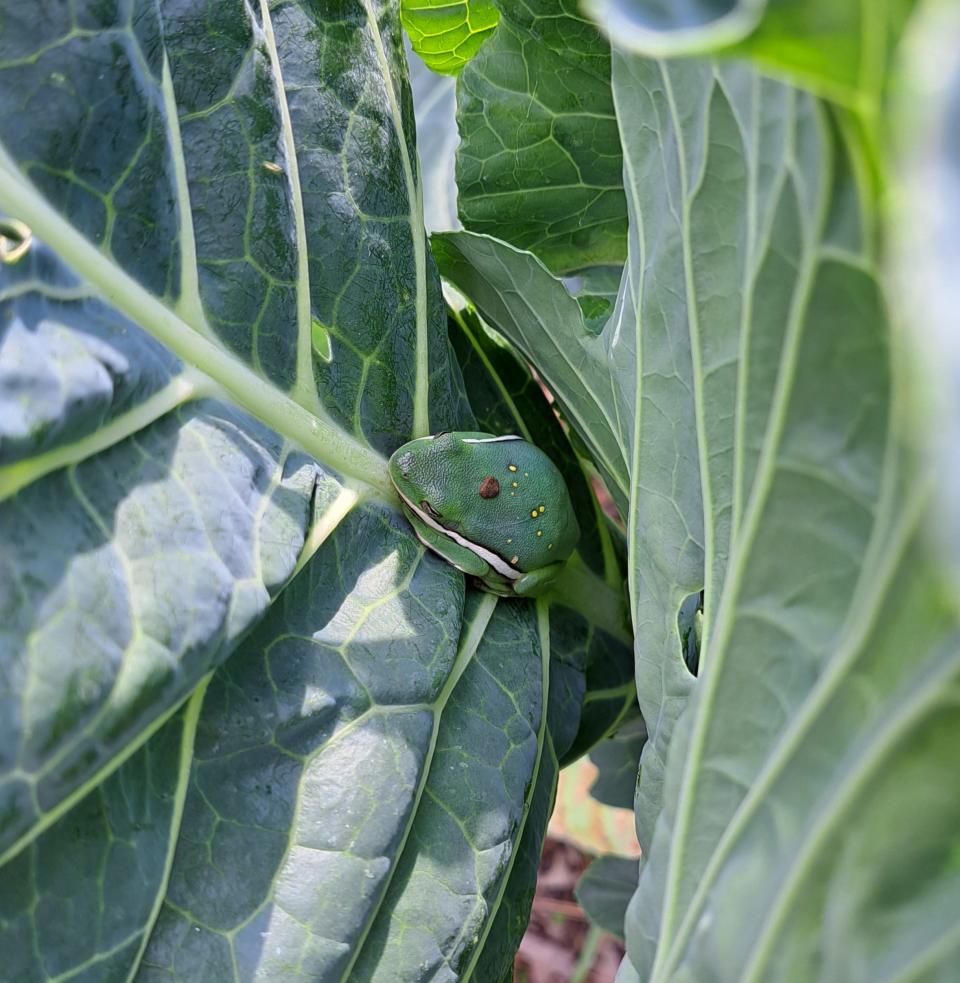 Tree frog sheltering in a garden habitat.