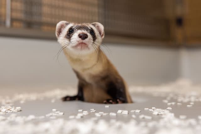 <p>Smithsonian Conservation Biology Institute</p> Antonia, the black-footed ferret clone