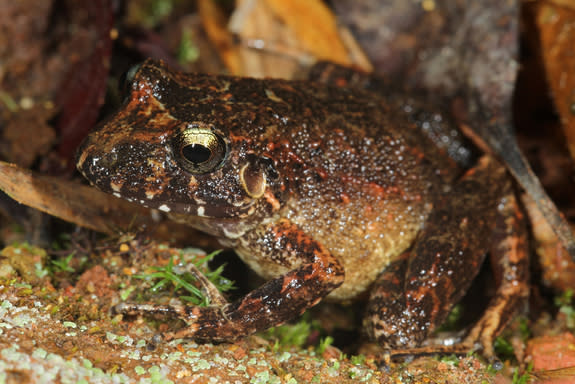 Not just any old frog, this is a new species discovered this year during WCS's Identidad Madidi expedition.