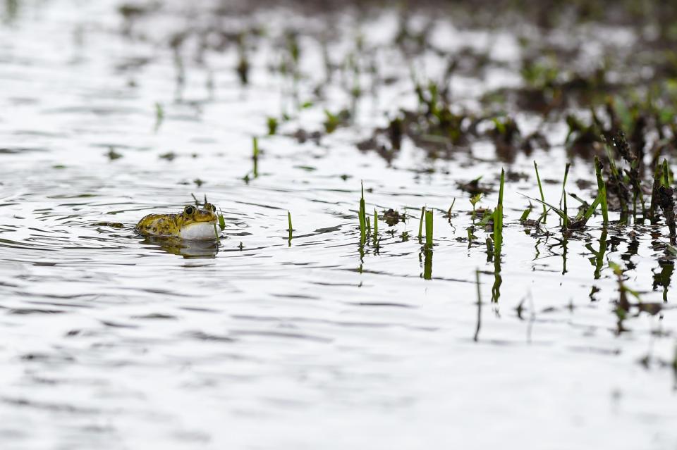 A Cuban tree frog croaks in a flooded area near the intersection of 17th Street and Sixth Avenue in Vero Beach, Fla., on Wednesday, Sept. 28, 2022, ahead of Hurricane Ian.