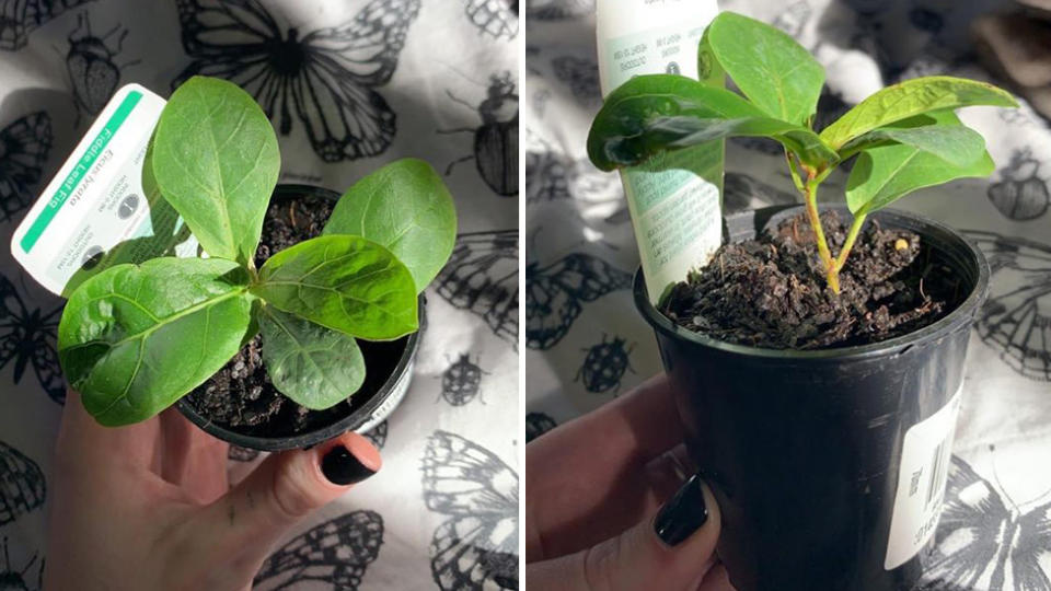 Bunnings baby fiddle leaf fig