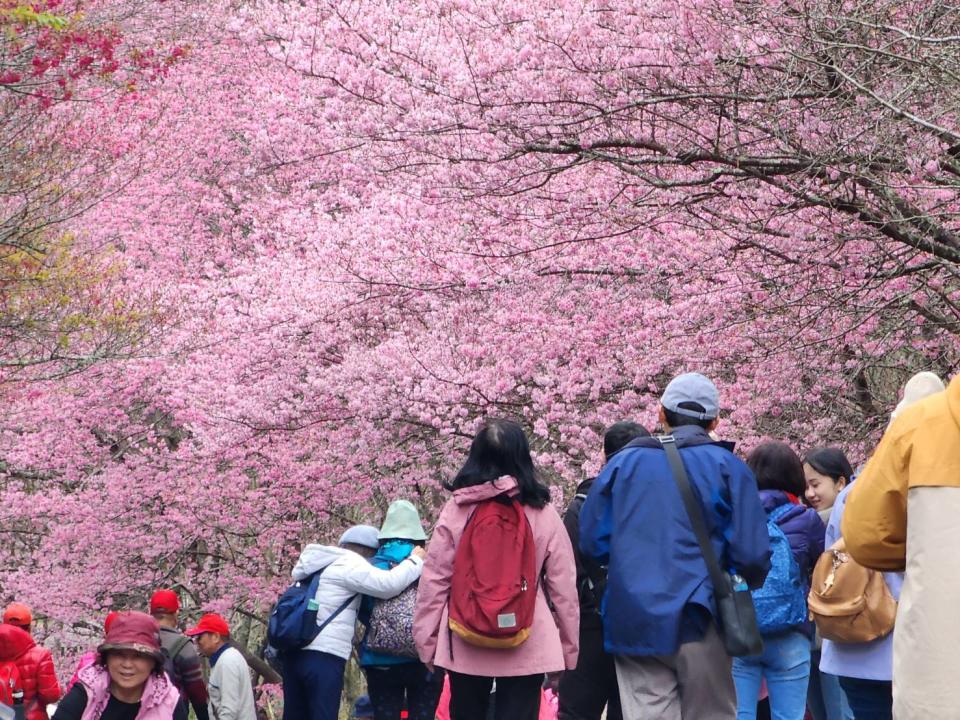 武陵農場園內櫻花盛花期，綿延在溪水旁的粉紅佳人已盛開，三公里浪漫帶狀粉色相當壯觀。（記者陳金龍翻攝）